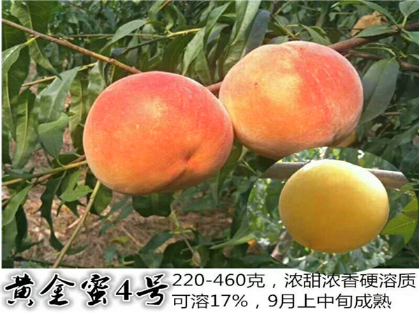 黃金蜜4號(hào)桃樹(shù)苗